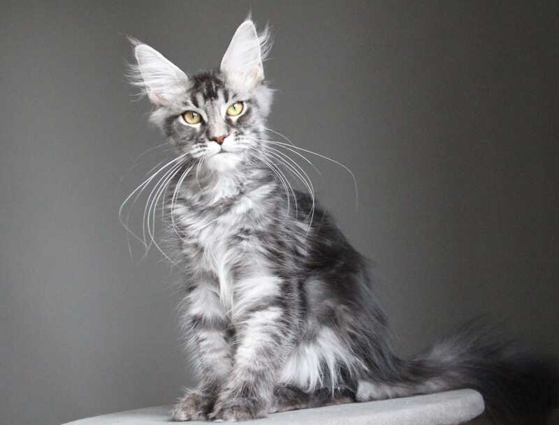Cameron Maine Coon male, black silver tabby