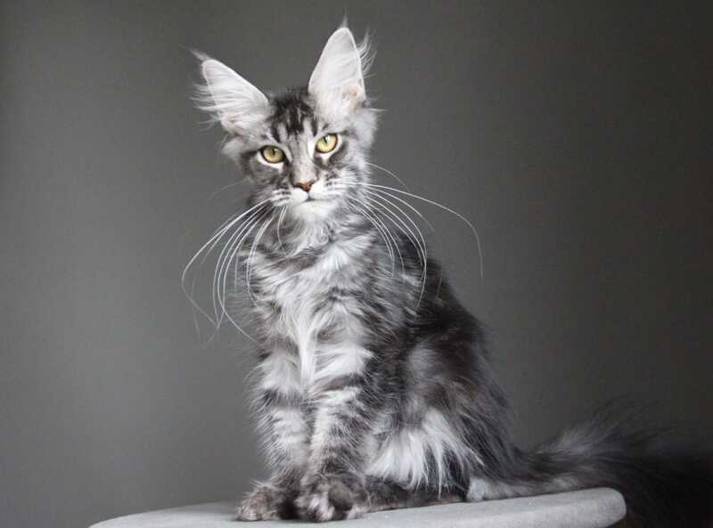 Cameron Maine Coon male, black silver tabby