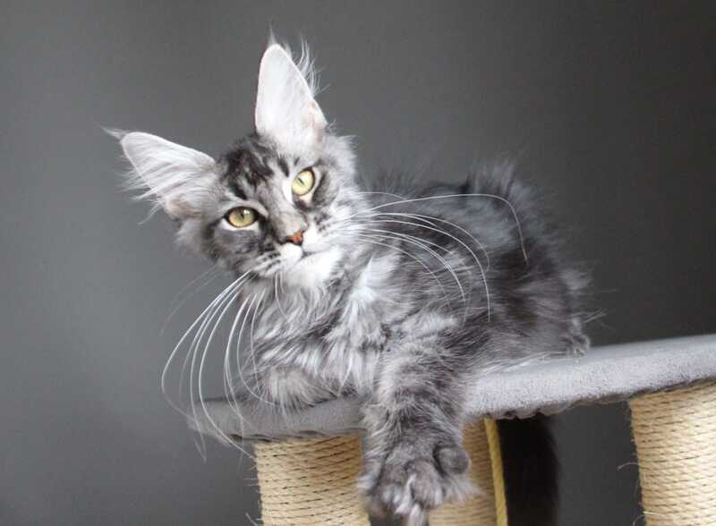 Cameron Maine Coon male, black silver tabby