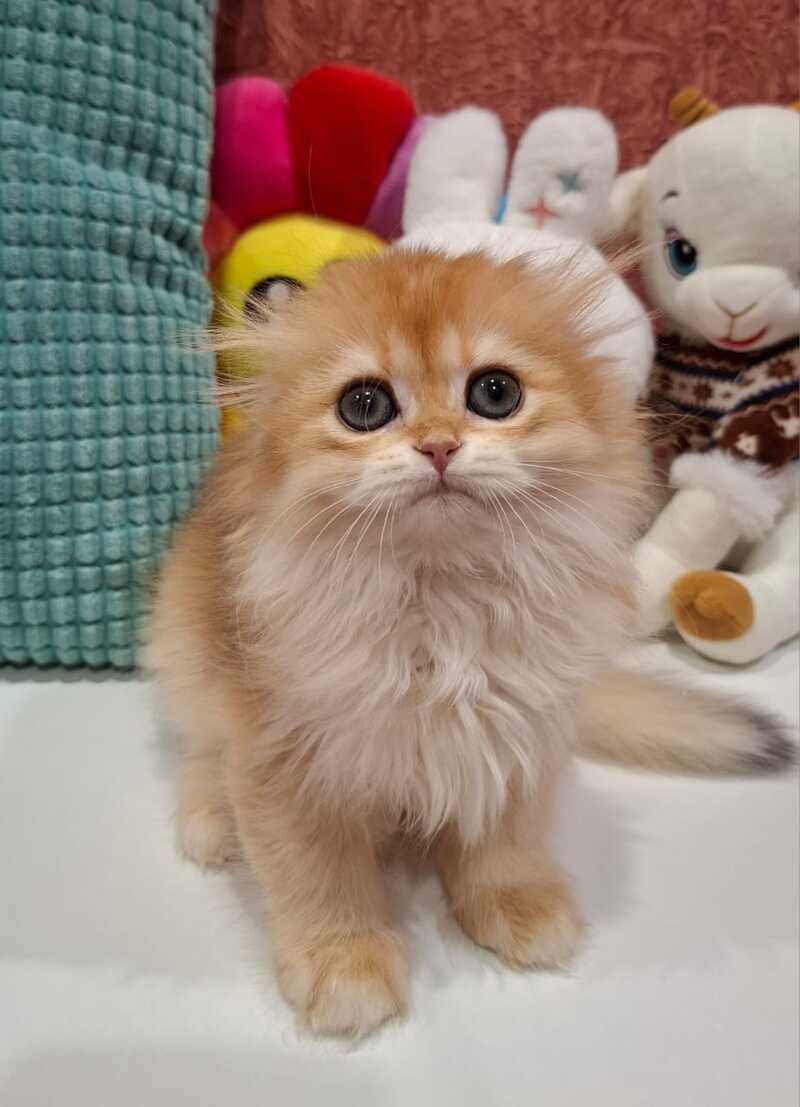 Xany Scottish Fold female black golden chinchilla - live animals