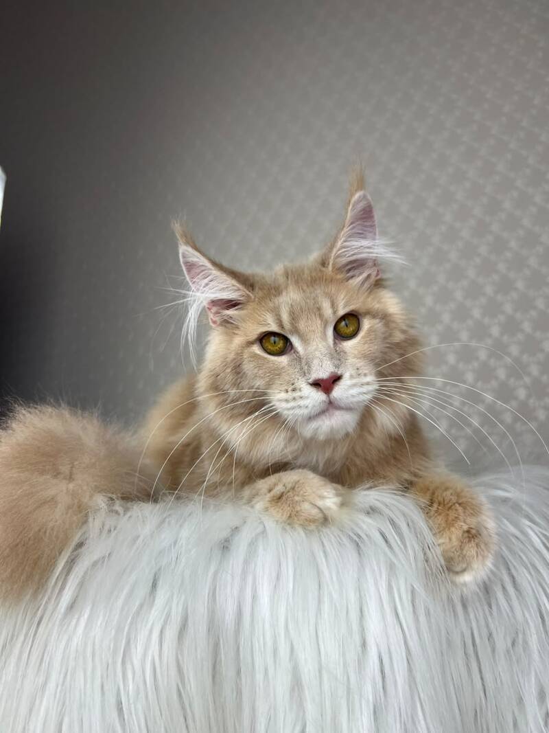 Max Maine Coon male cream silver tabby - live animals