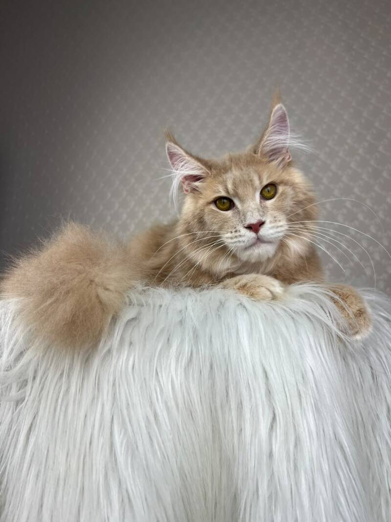 Max Maine Coon male cream silver tabby - live animals