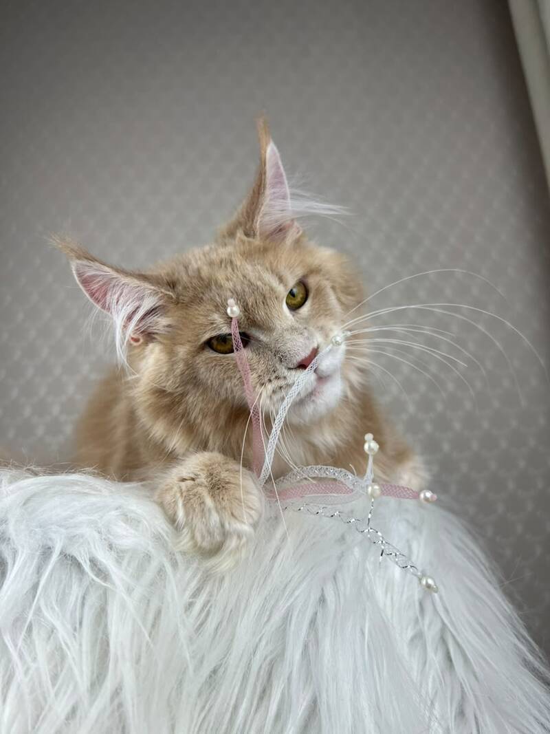 Max Maine Coon male cream silver tabby - live animals