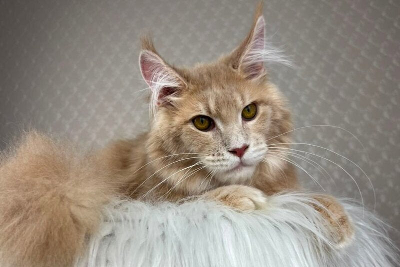 Max Maine Coon male cream silver tabby - live animals