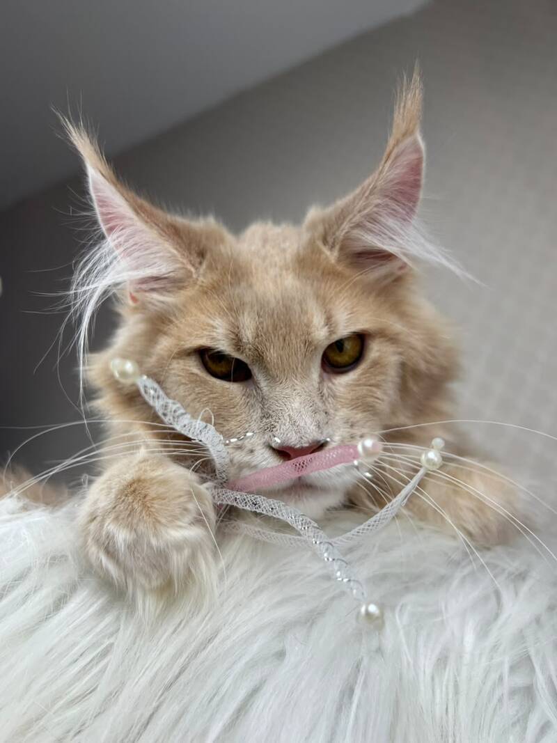 Max Maine Coon male cream silver tabby - live animals