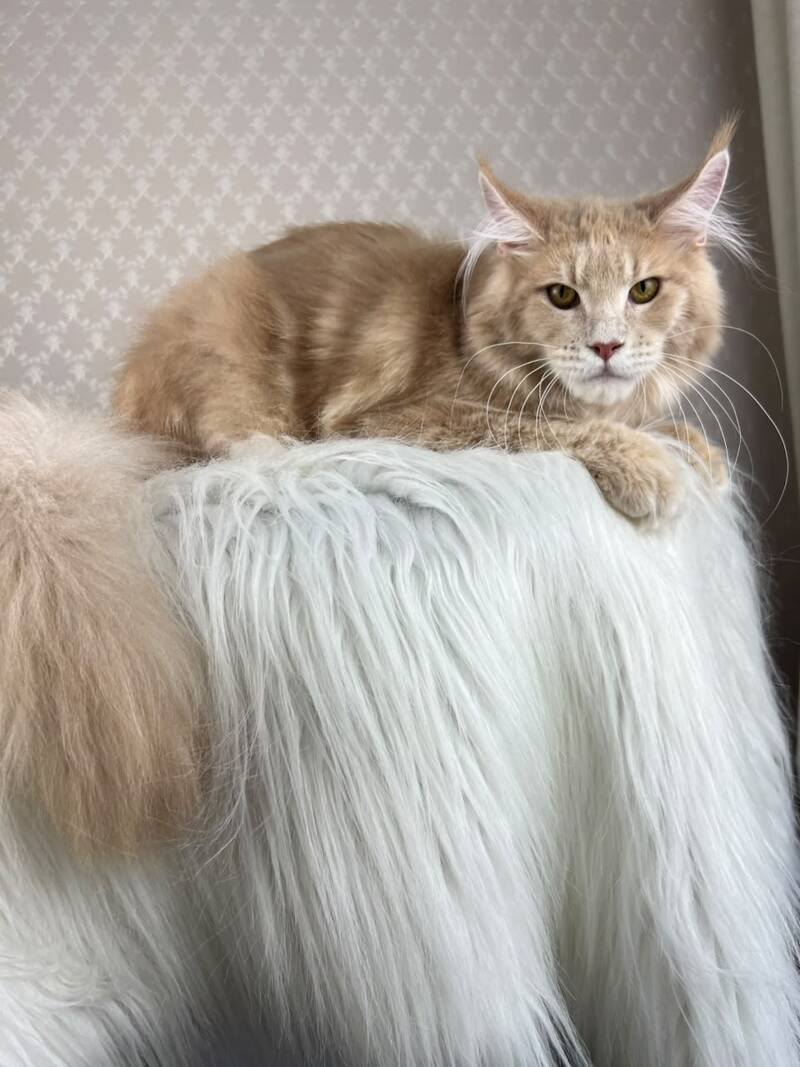 Max Maine Coon male cream silver tabby - live animals