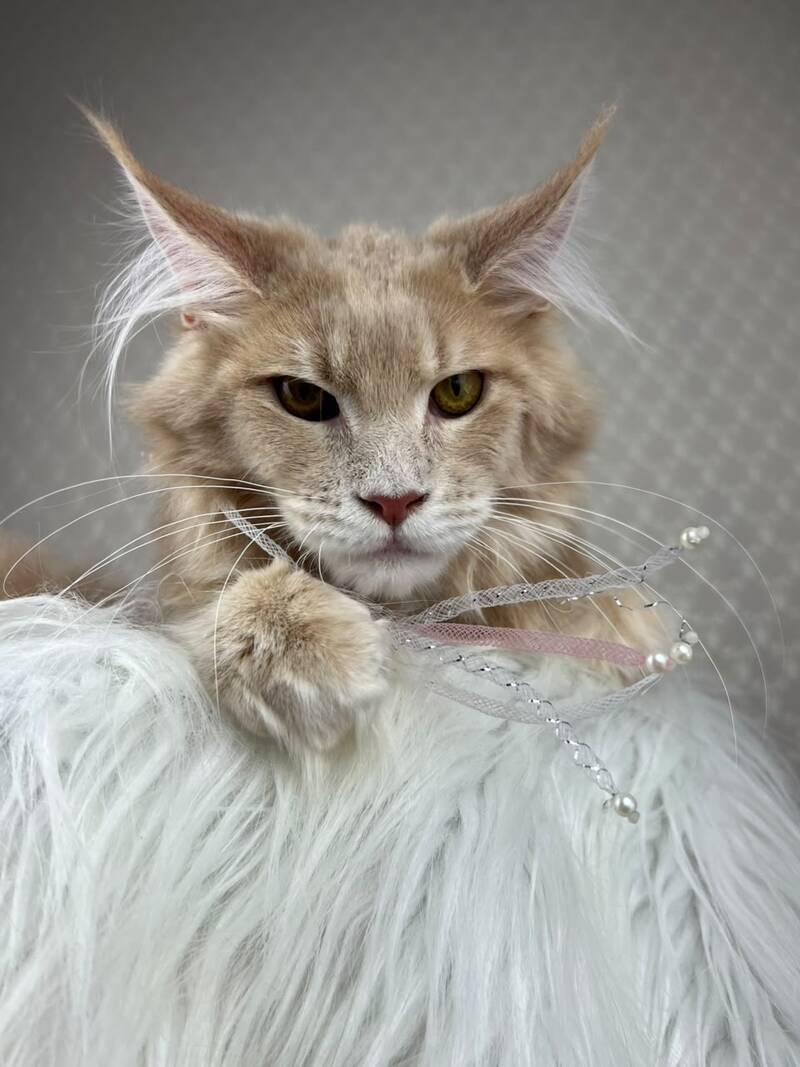 Max Maine Coon male cream silver tabby - live animals