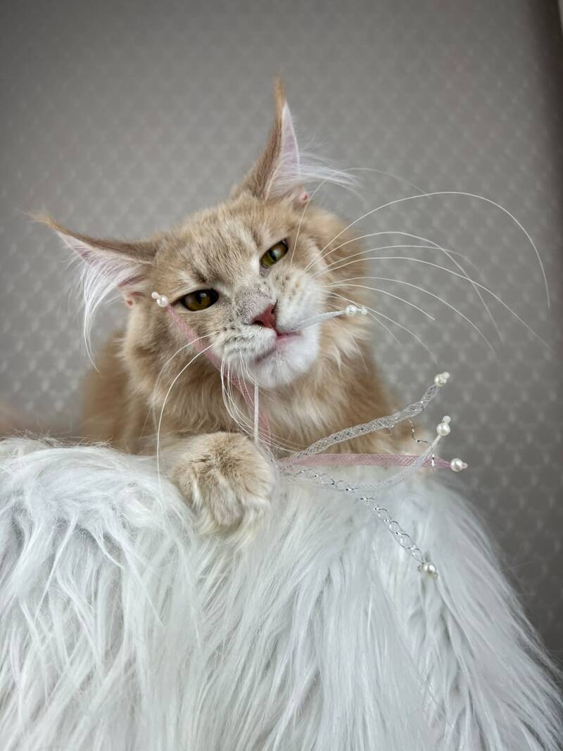 Max Maine Coon male cream silver tabby - live animals