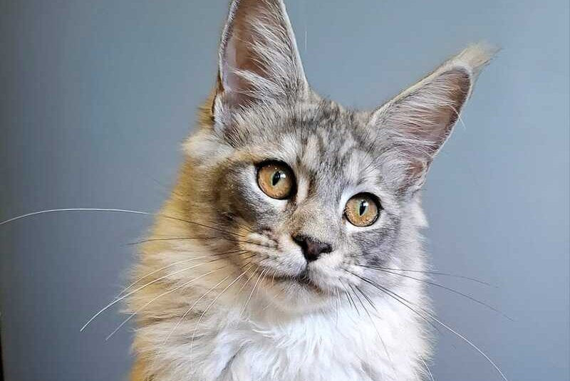 Dory Maine Coon female, black silver ticked tabby