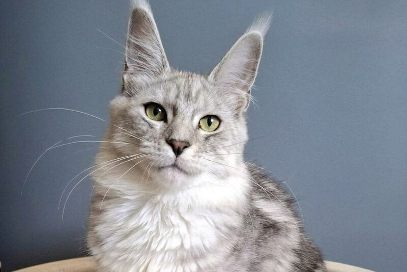Delfi Maine Coon female, black silver tabby