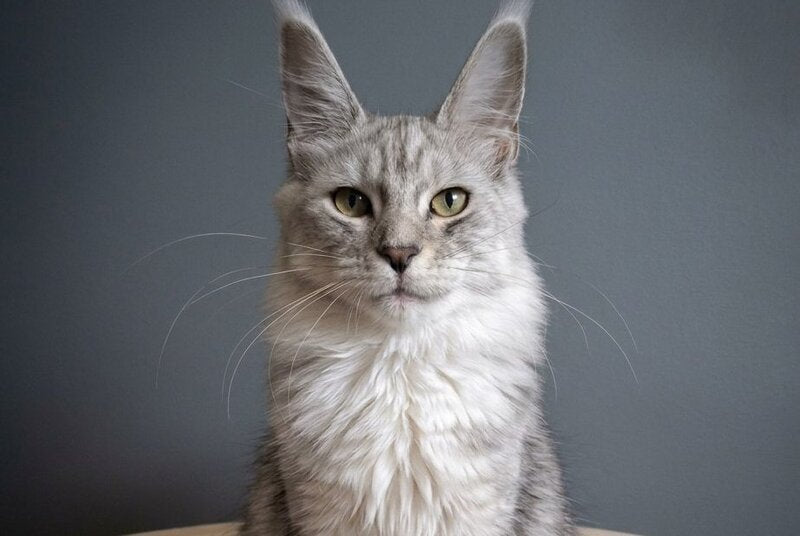 Delfi Maine Coon female, black silver tabby