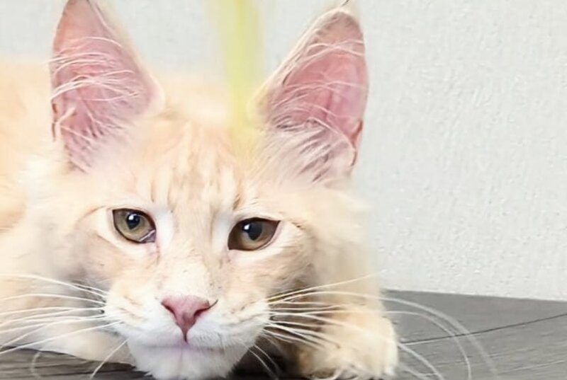 Daliya Maine Coon female, cream tabby