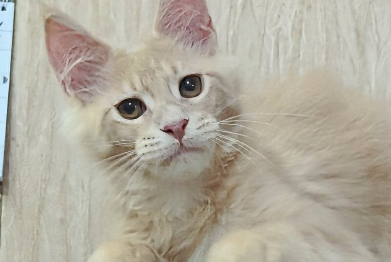 Daliya Maine Coon female, cream tabby