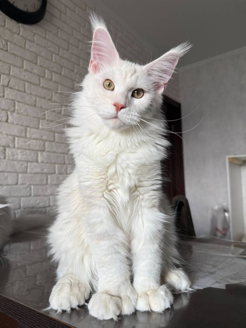 Favorite Maine Coon polydactyl male, red silver tabby