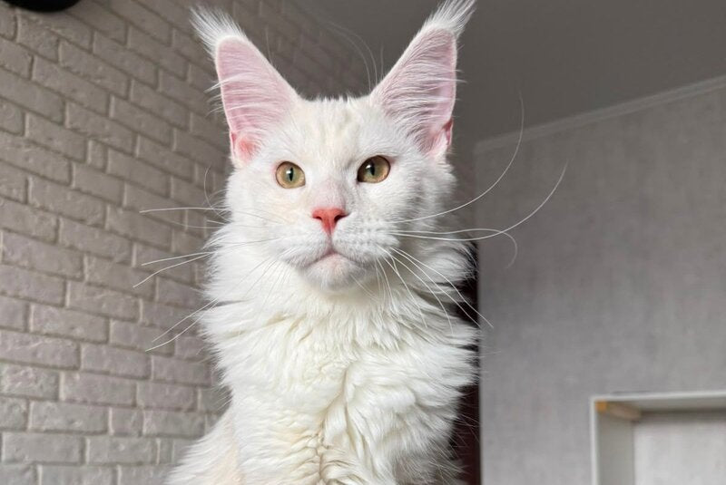 Favorite Maine Coon polydactyl male, red silver tabby