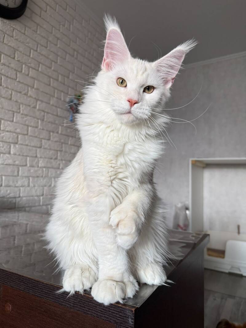 Favorite Maine Coon polydactyl male, red silver tabby