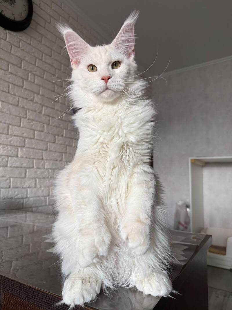 Favorite Maine Coon polydactyl male, red silver tabby