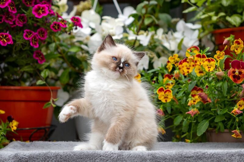 Klava Koka Ragdoll female, seal mitted