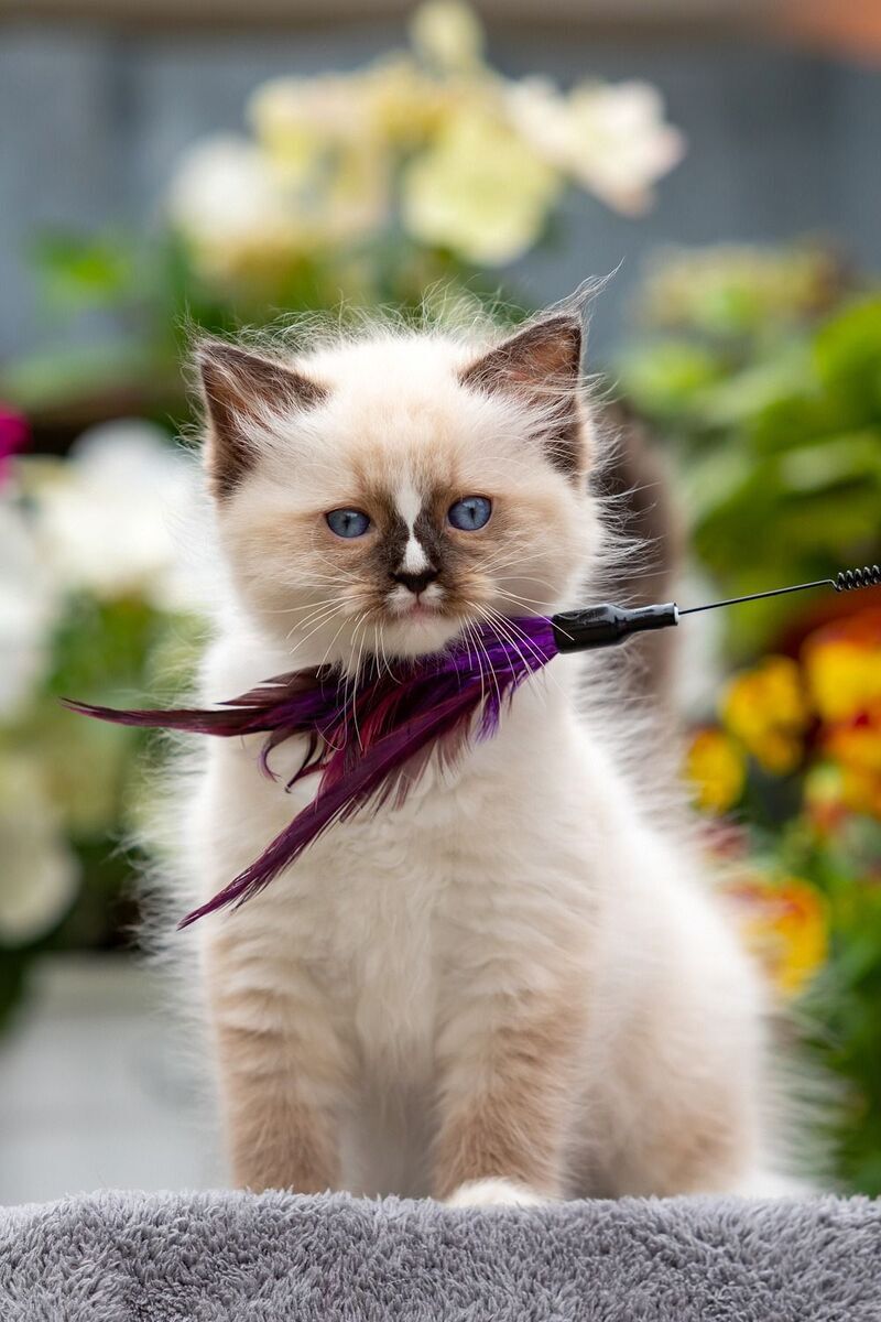 Klava Koka Ragdoll female, seal mitted