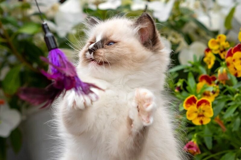 Klava Koka Ragdoll female, seal mitted