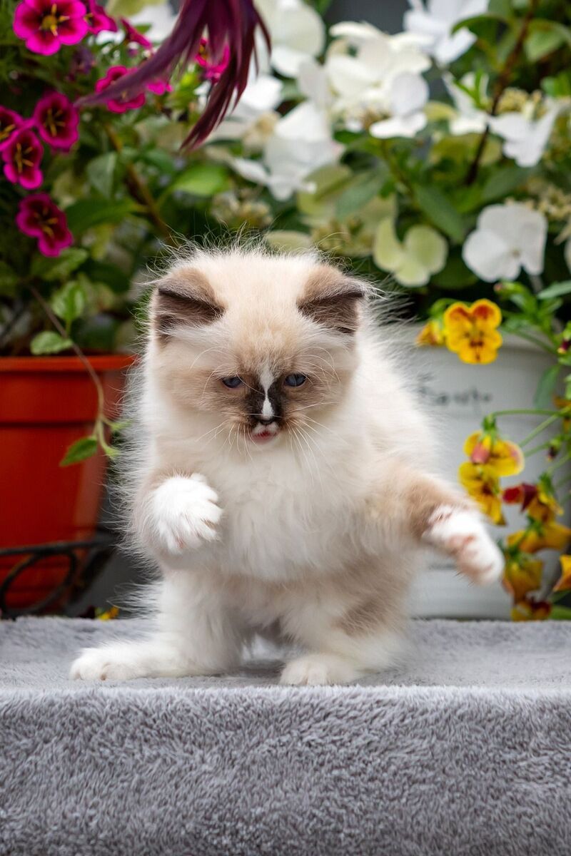 Klava Koka Ragdoll female, seal mitted