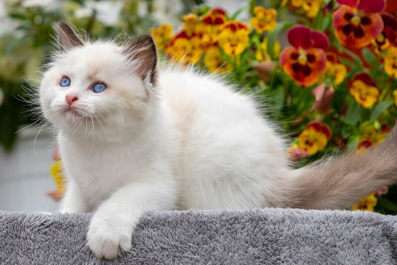 Kamila Ragdoll female, seal bicolour