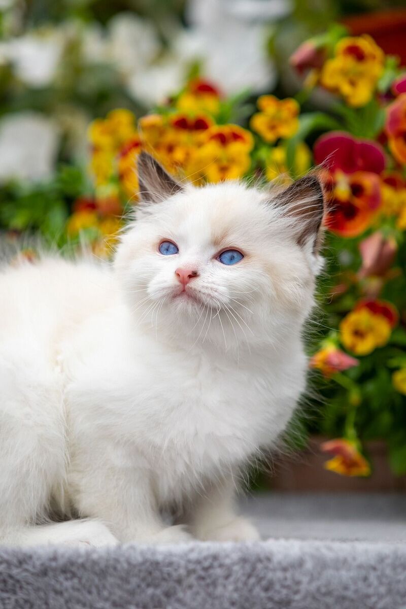 Kamila Ragdoll female, seal bicolour