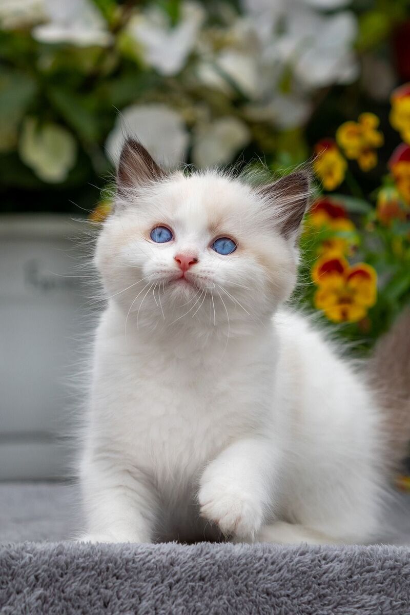 Kamila Ragdoll female, seal bicolour