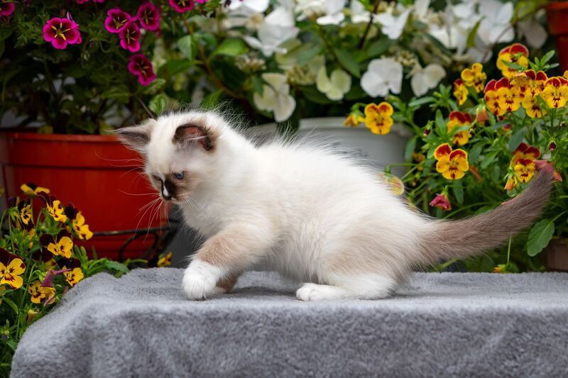 Cruella Ragdoll female, seal mitted