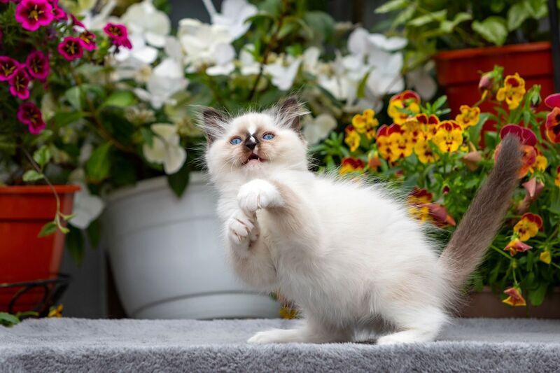 Cruella Ragdoll female, seal mitted