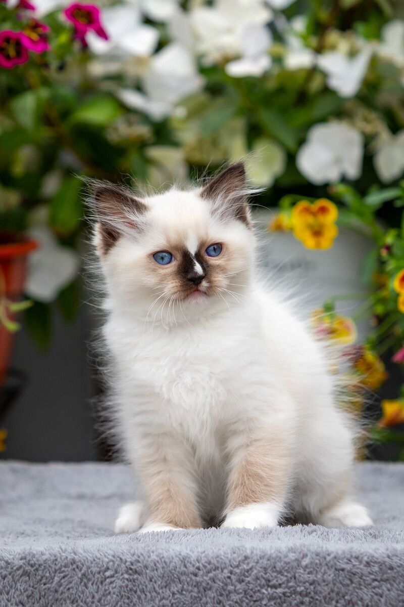Cruella Ragdoll female, seal mitted