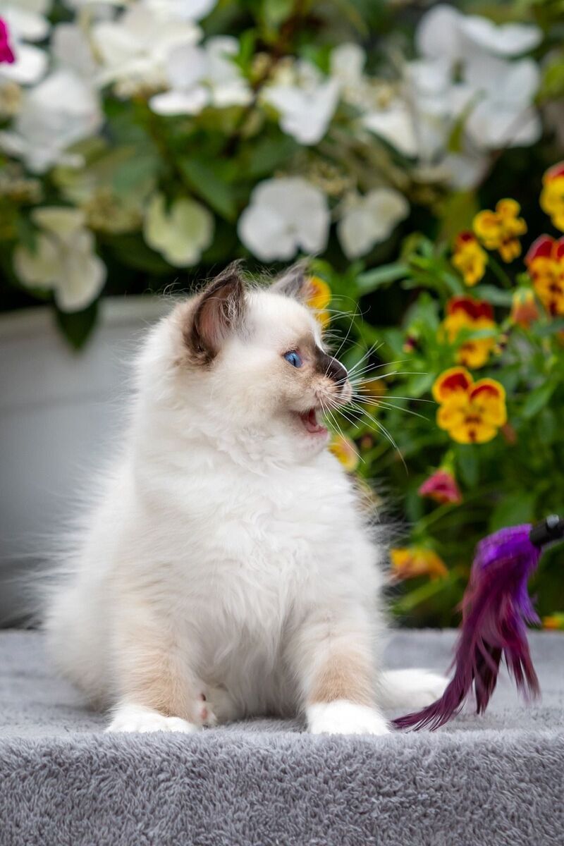 Cruella Ragdoll female, seal mitted