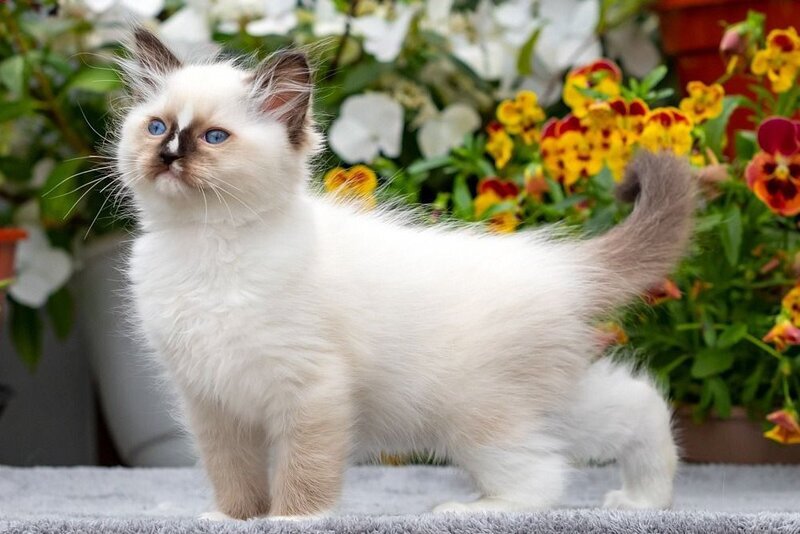 Cruella Ragdoll female, seal mitted