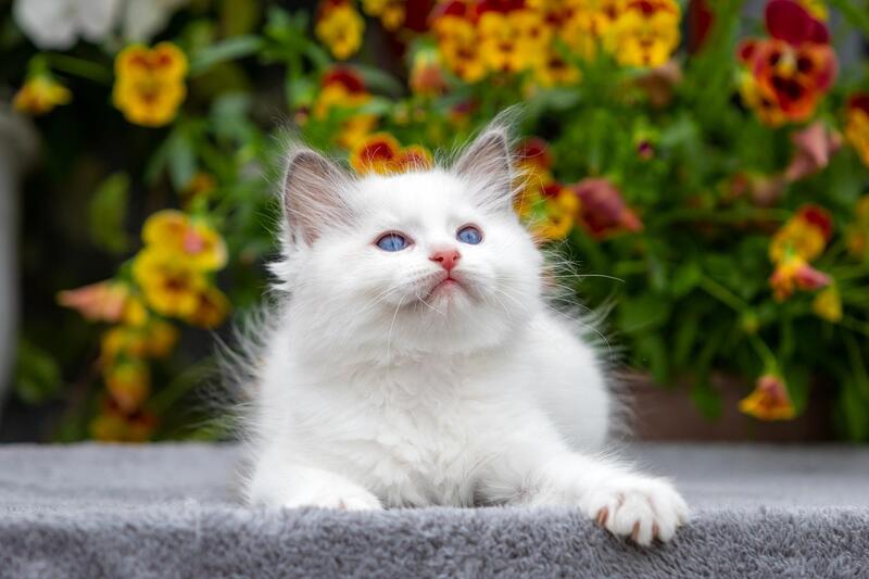 Kristoff Ragdoll male, blue bicolour
