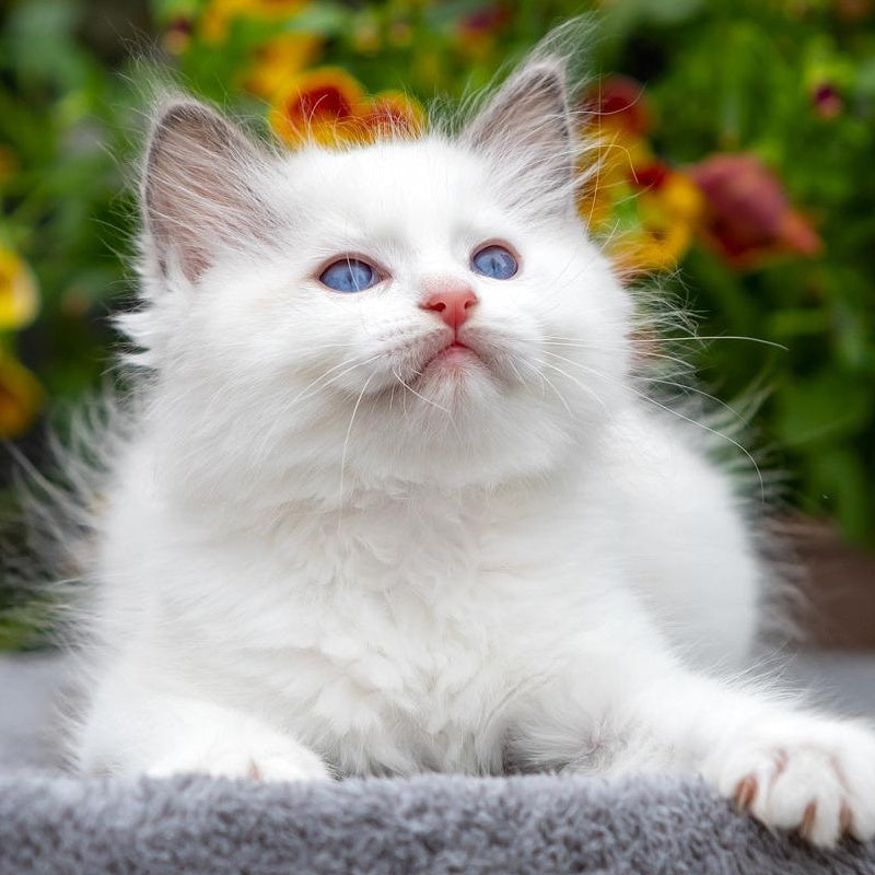 Kristov Ragdoll male, blue bicolour