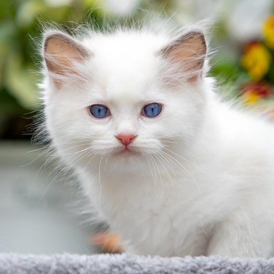 Kristov Ragdoll male, blue bicolour