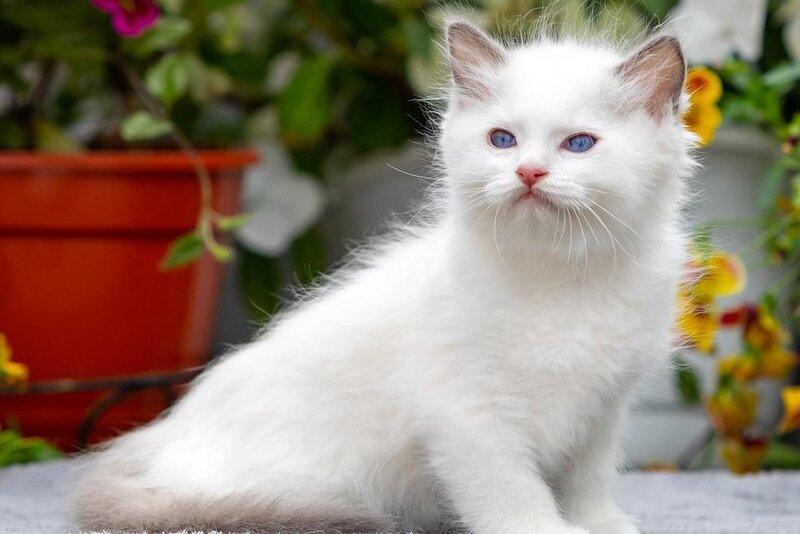 Kristoff Ragdoll male, blue bicolour