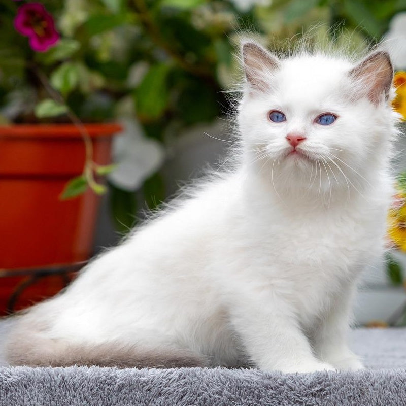 Kristov Ragdoll male, blue bicolour
