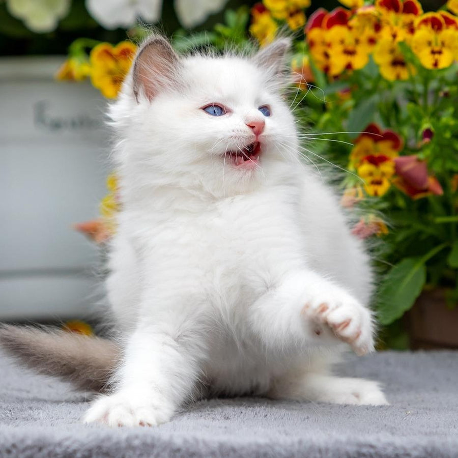 Kristov Ragdoll male, blue bicolour