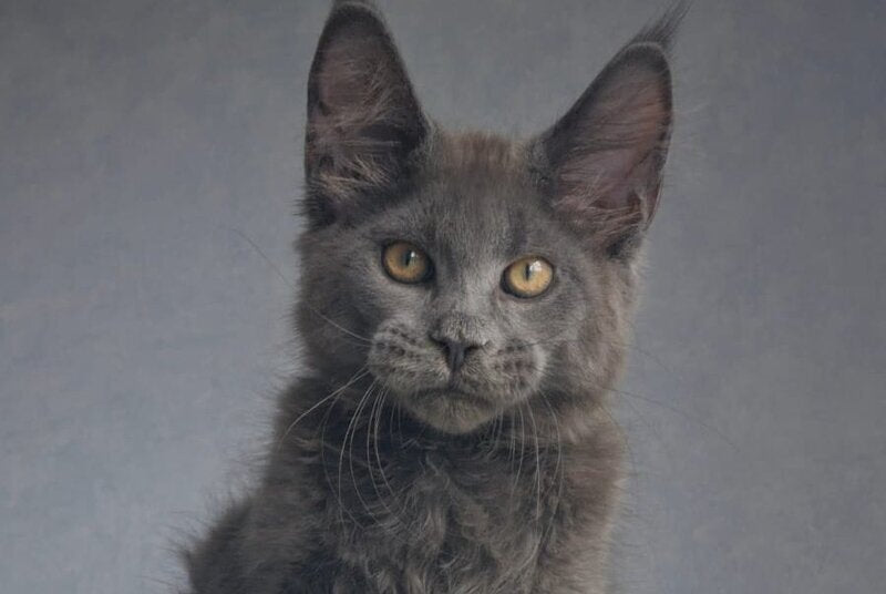 Macho Maine Coon male, blue
