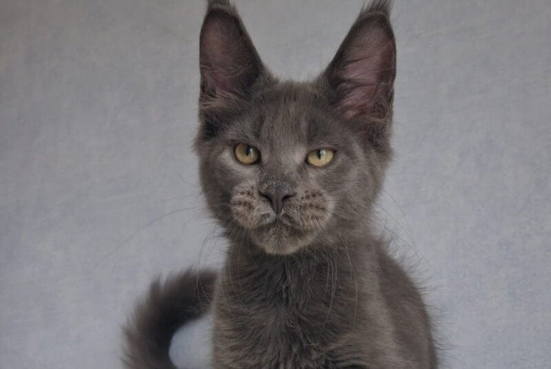 Major Maine Coon male, blue