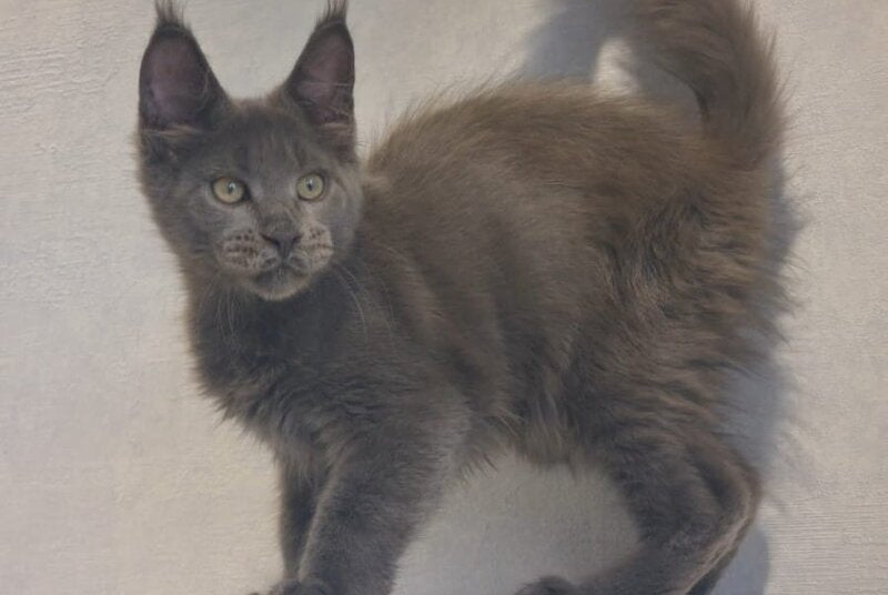 Major Maine Coon male, blue