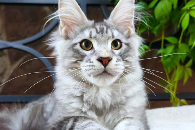 Howard Maine Coon male, black silver tabby
