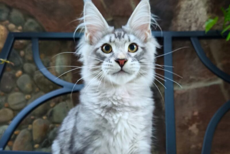 Howard Maine Coon male, black silver tabby