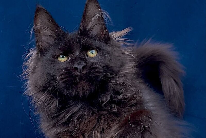 Gektor Maine Coon male, black