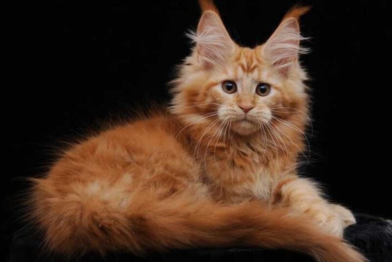 Harizma Maine Coon female, red