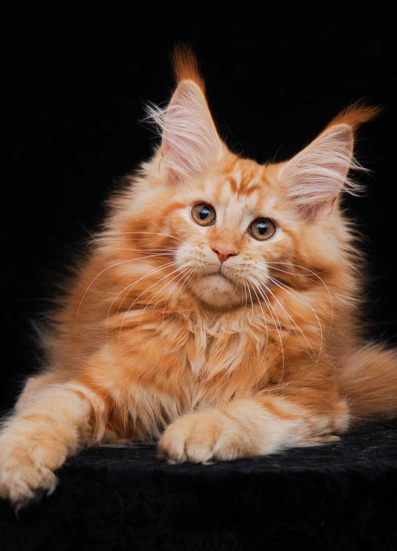 Harizma Maine Coon female, red