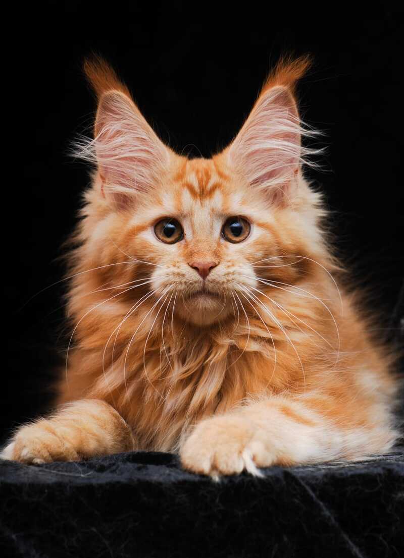 Harizma Maine Coon female, red