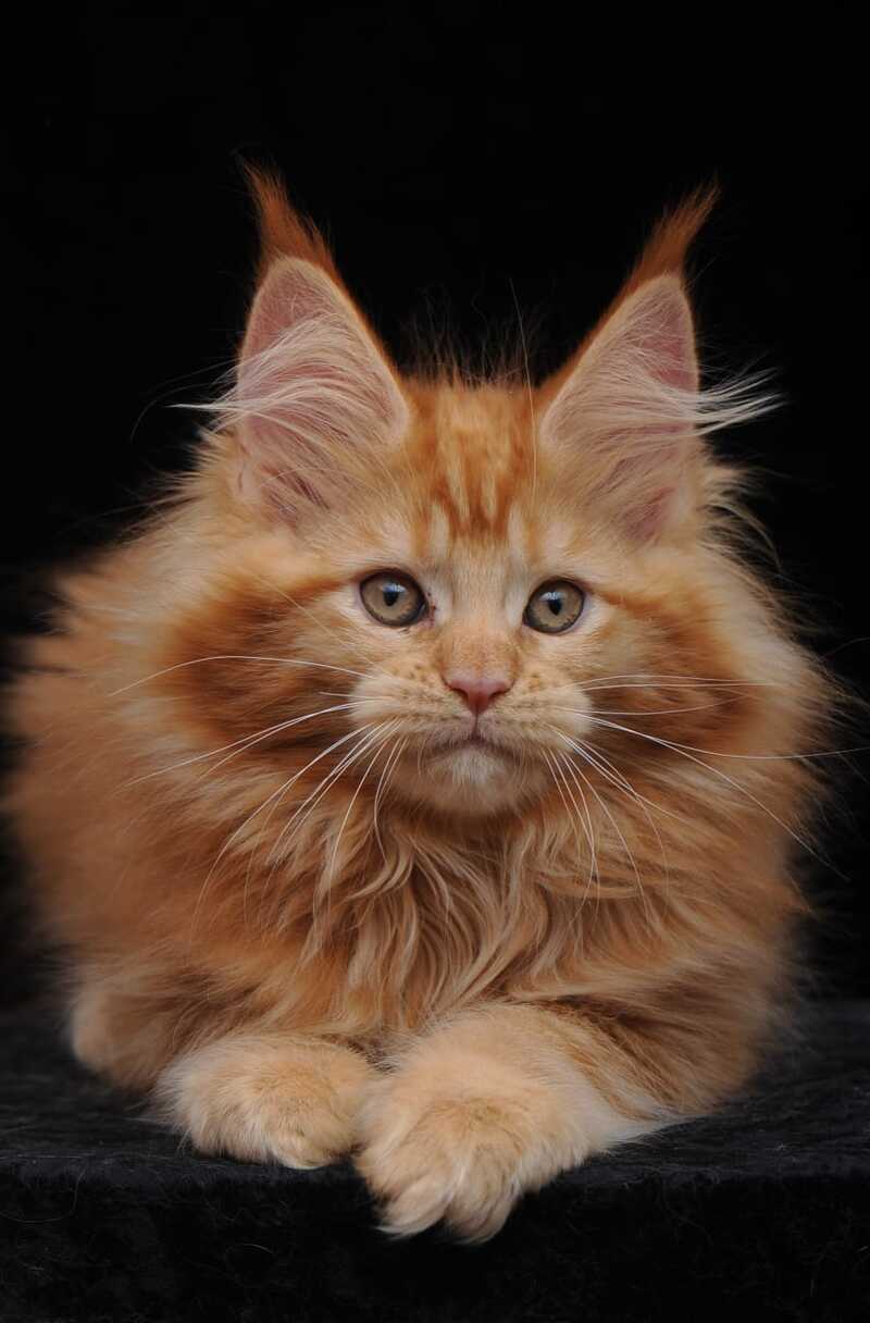 Kendi Maine Coon female, red