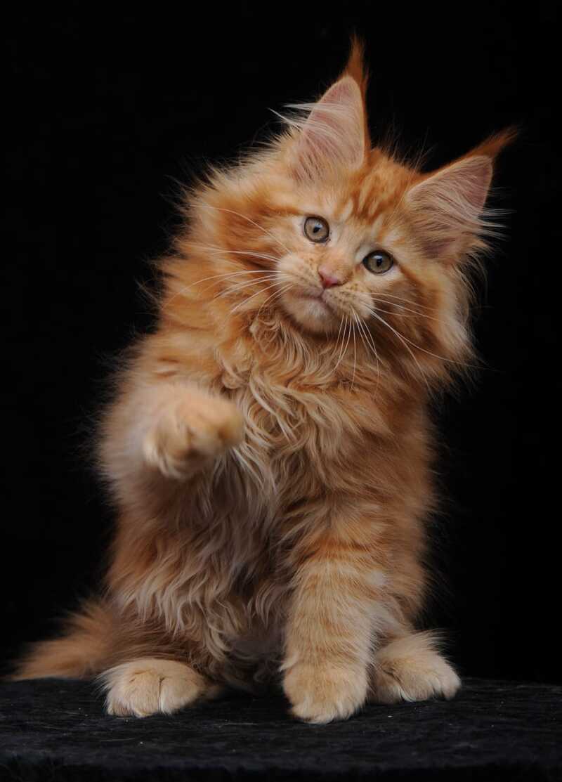 Kendi Maine Coon female, red